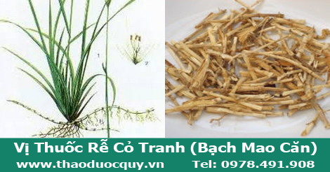 Rễ cỏ tranh c&ograve;n được gọi l&agrave; bạch mao căn